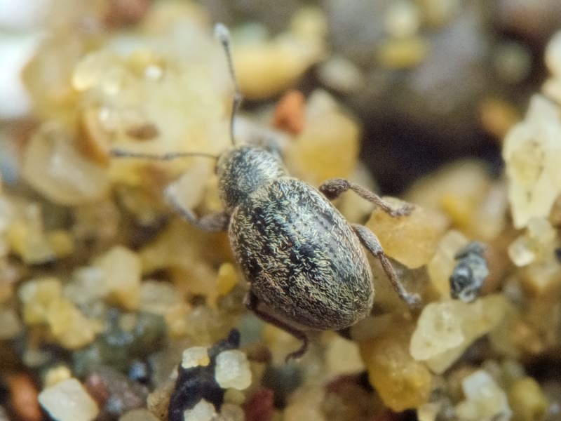 Omias verruca Steven, 1829